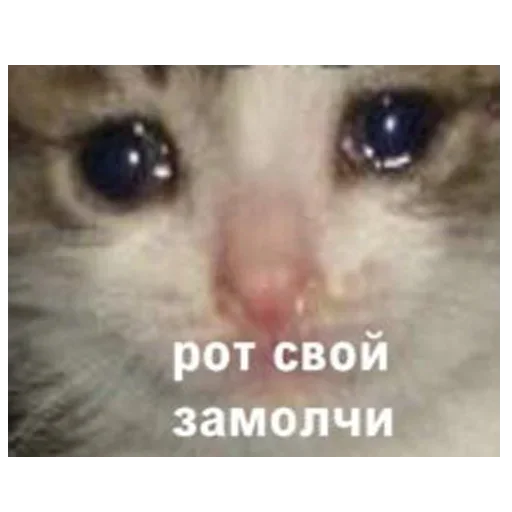 млекопитающее животное СМС