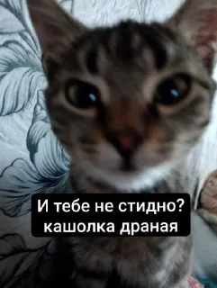 Sticker дед насвай @StikerProbot - 0