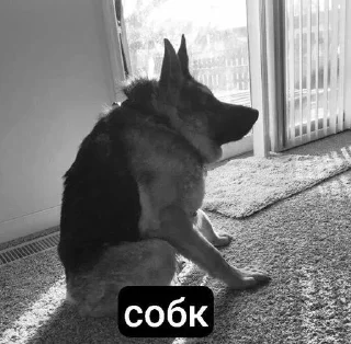 Sticker дед насвай @StikerProbot - 7