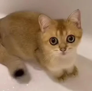 Sticker Стикеры для бабаек @tgfonts_bot - 5