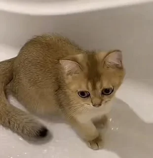 Sticker Стикеры для бабаек @tgfonts_bot - 4