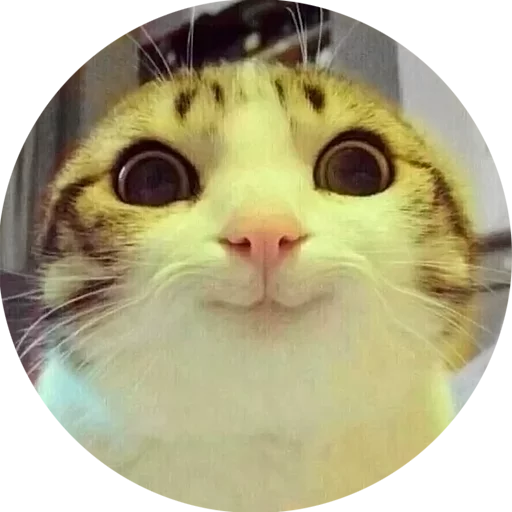 kotaedr fav1 (@StickoBot) - mammal