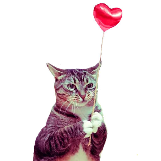 small to medium-sized cats felidae cat