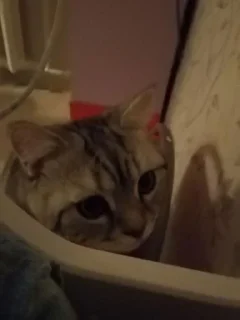 Стикер На @Tgthemstickbot - 0