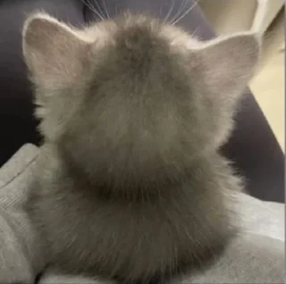 Sticker ⭐ᜥᝪᝨᜤᜥᜤᜤ🐈‍⬛ @Themki_robot - 0