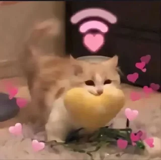 Sticker ⭐ᜥᝪᝨᜤᜥᜤᜤ🐈‍⬛ @Themki_robot - 6