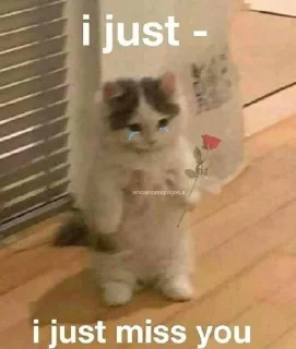 Sticker ⭐ᜥᝪᝨᜤᜥᜤᜤ🐈‍⬛ @Themki_robot - 3