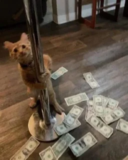 Sticker ⭐ᜥᝪᝨᜤᜥᜤᜤ🐈‍⬛ @Themki_robot - 4