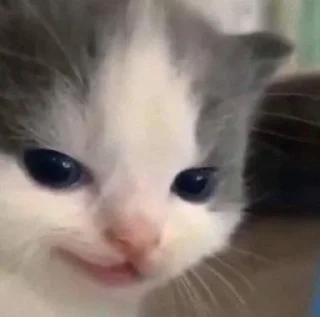 Sticker ⭐ᜥᝪᝨᜤᜥᜤᜤ🐈‍⬛ @Themki_robot - 2