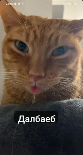 Sticker S4rGU5eBex_by_Stikerhi_bot - 1