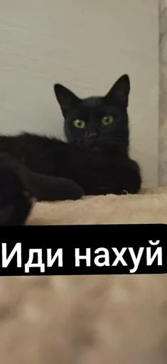 Кошка сигма @Stikerhi_bot - 