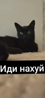 Sticker Кошка сигма @Stikerhi_bot - 7