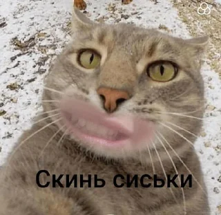 Sticker Кошка сигма @Stikerhi_bot - 0