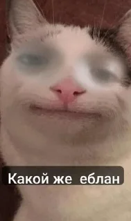 Sticker Кошка сигма @Stikerhi_bot - 3