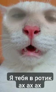 Sticker Кошка сигма @Stikerhi_bot - 2