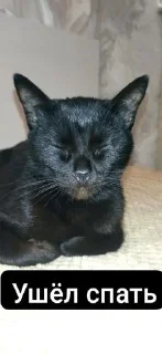 Sticker Кошка сигма @Stikerhi_bot - 5