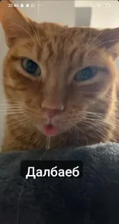 Sticker Кошка сигма @Stikerhi_bot - 10