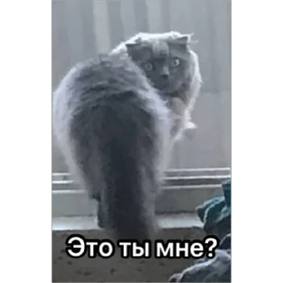 Sticker 59/SLZ новое - 11