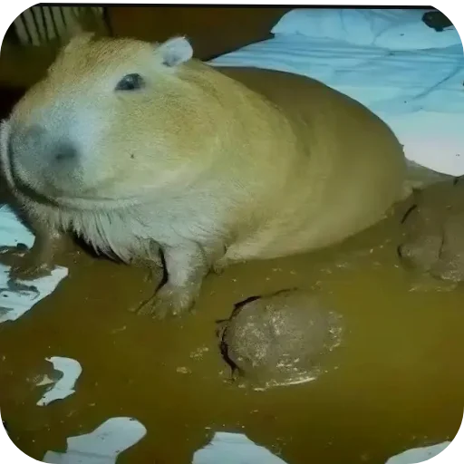 Sticker S5u0KyBA2N_by_Shrifty_textbot - 1