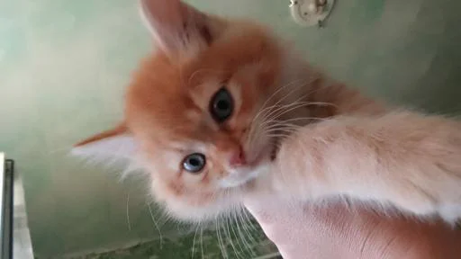 Стикер S704pUZGkT_by_sozdat_temki_bot - 1