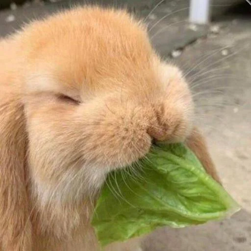 Sticker S704pUZGkT_by_sozdat_temki_bot - 1