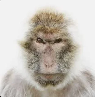 Sticker Шои @Shrifty_textbot - 5