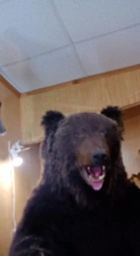 животное млекопитающее комнатный