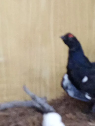 галловая птица животное птица