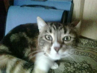 Стикер Никита @Tgthemstickbot - 9