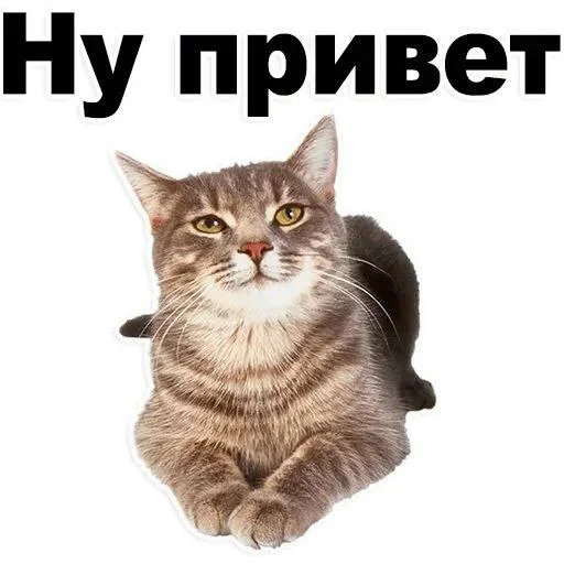 Стикер milashka @StikerProbot - 6