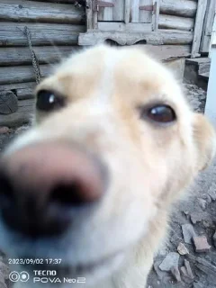 Стикер Гаремчик @Stikerhi_bot - 9