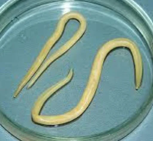 Глиста @Tgthemstickbot - 