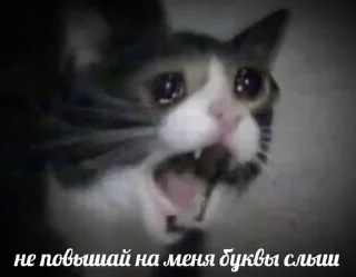 Sticker Больше стикеров: @sticerru - 6