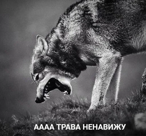 Стикер SBYxiE2FZY_by_Sticker_tg_robot - 1