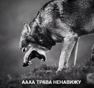 Стикер нет @Sticker_tg_robot - 10