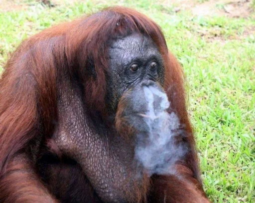 млекопитающее животное примат