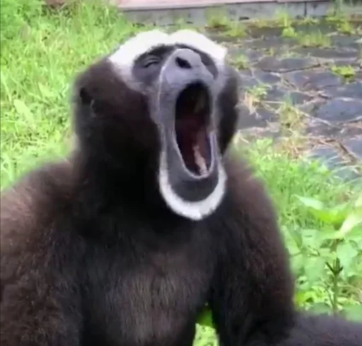 животное млекопитающее трава