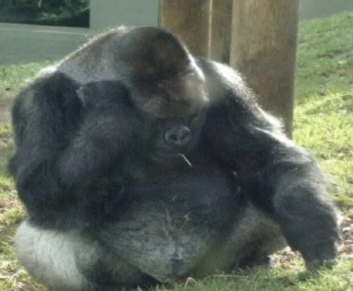 млекопитающее животное примат