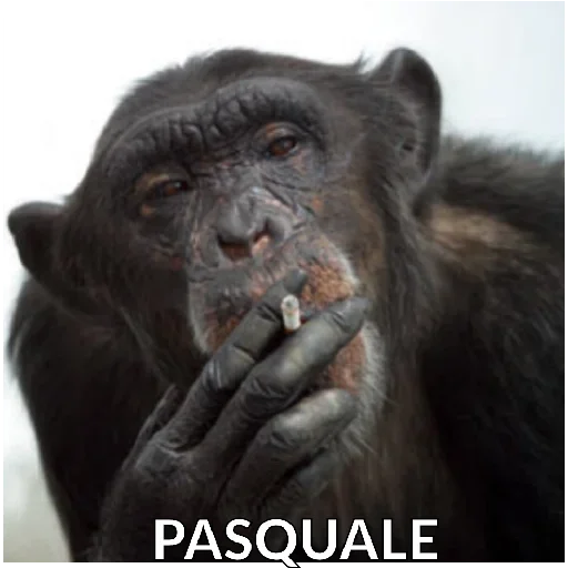 животное млекопитающее примат