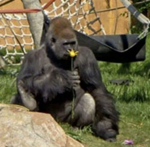 млекопитающее животное примат