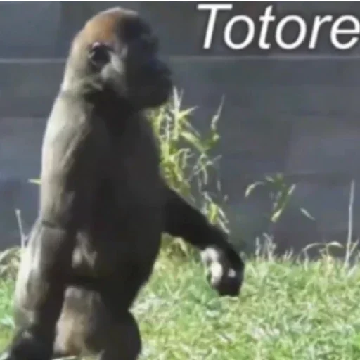 животное млекопитающее примат