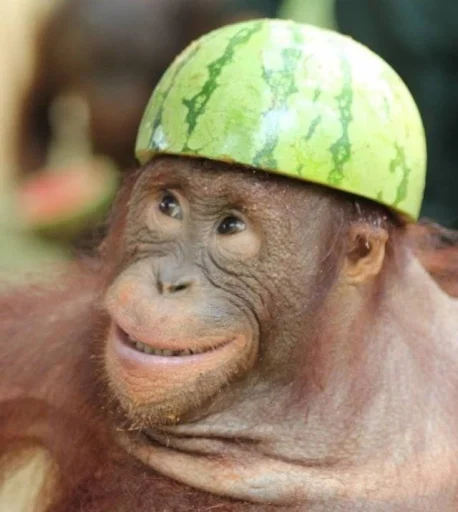 млекопитающее животное примат