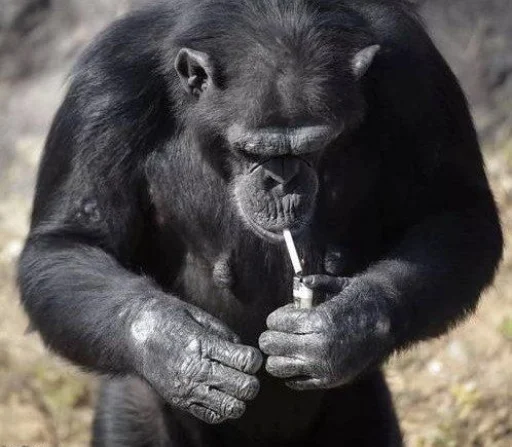 млекопитающее животное примат