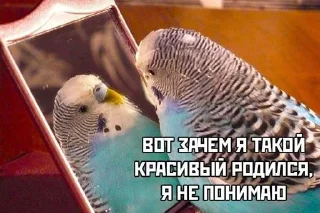 Sticker Ленин ахуенен @Tgthemstickbot - 4