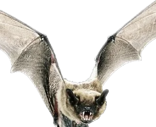 Sticker СЕПАР LIVE [Z] - 10