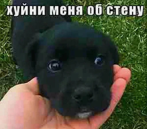 Sticker SEwvJtHaTpPjxCBj_by_stickers_stealer_bot - 1