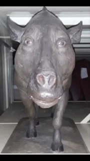 Sticker Ame gang @StikerProbot - 9