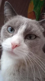 Стикер Хер тебе @Temyrobot - 1