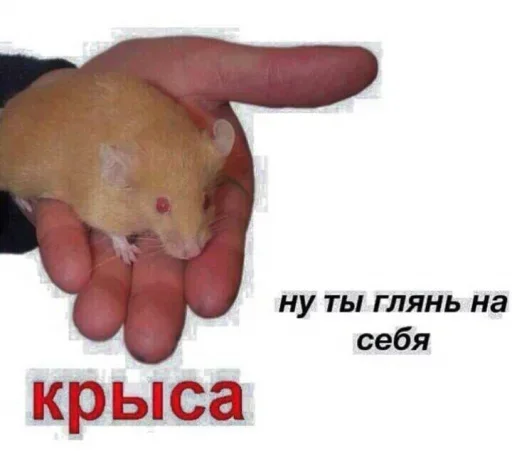 Стикер SFrwrUQfRHnaVlBy_by_stickers_stealer_bot - 1