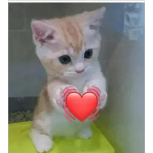 small to medium-sized cats felidae mammal